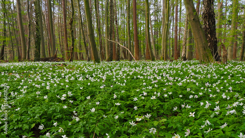 Buschwindröschen (Anemone nemorosa) im Buchenwald