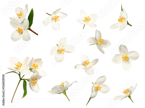 Jasmine flowers (Philadelphus coronarius) isolated on white background. Separate flowers for creating levitation, card decorations, floral designs, wedding invitations, patterns, floral arrangements.
