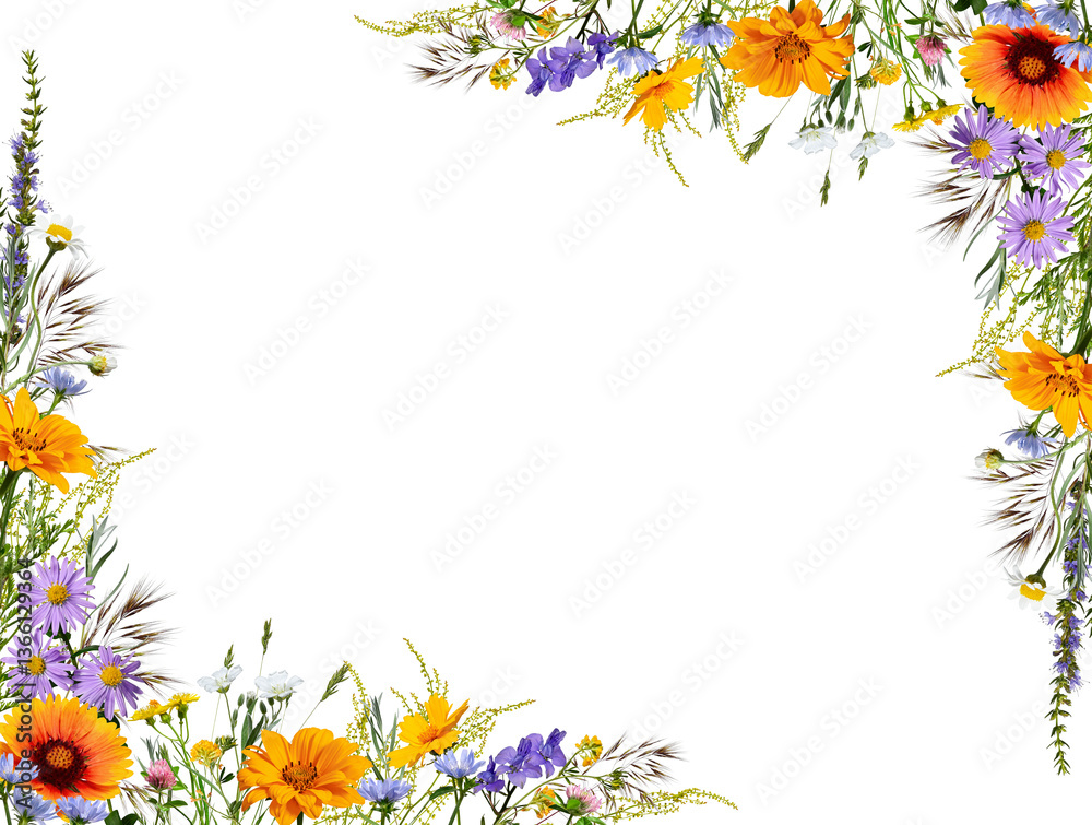 Fototapeta premium Bright frame of wildflowers isolated on white background. Design element for creating cards, frames, invitations, floral designs.