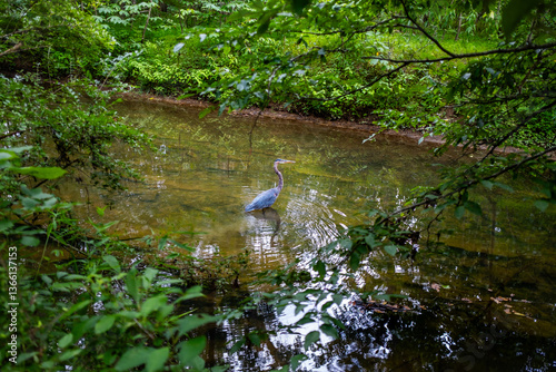 heron wading in a creek