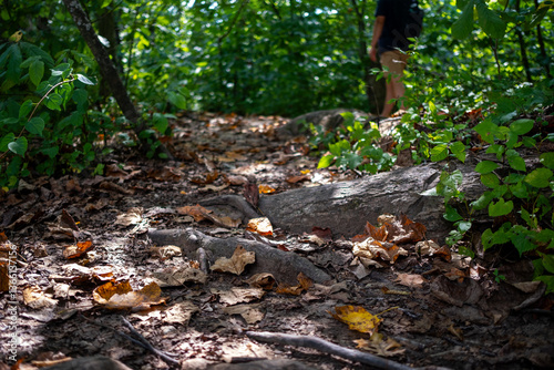 woods path