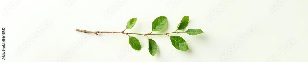 Fototapeta premium A single branch with leaves on a white background, organic, botanical
