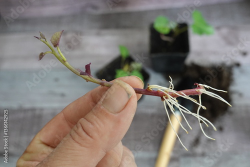 Photography Close-up of a hand holding a sweet potato cutting with small roots, ready for planting