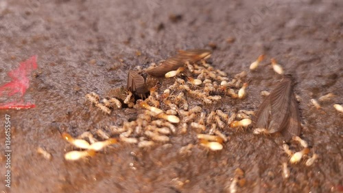 Macro footage of Termite (white ant) Insects , dirty wet ground. photo