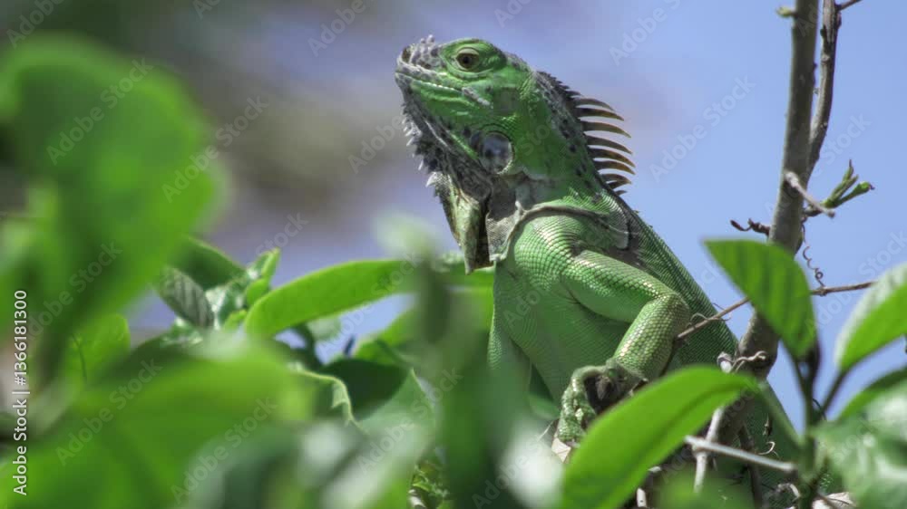 Green iguana perched on a branch, looking up towards the sky. Close-up shot showing detail and texture. Natural wildlife scene in Punta Sur, Cozumel, Mexico. Green iguana perched on a branch, looking up towards the sky. Close-up shot showing detail and texture. Natural wildlife scene in Punta Sur, Cozumel, Mexico.