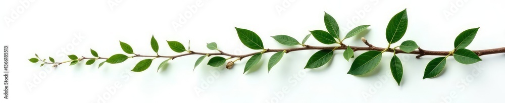 Obraz premium Twisted branch with dark green leaves on white background, green, nature, twig