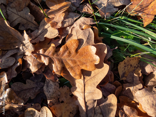 Close-up of dry, brown leaves on the ground in sunlight in autumn. Defoliation. Fall scenery