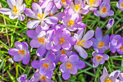 Blühende Krokusse im Frühling
