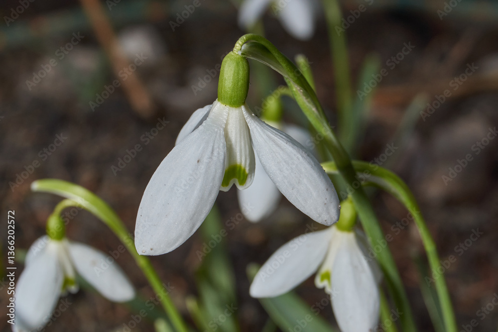 Snowdrops bloom on the lawn in the garden. The snowdrop is a symbol of spring. Snowdrop, or Galanthus (lat. Galanthus), is a genus of perennial herbs of the Amaryllis family (Amaryllidaceae). Snowdrops bloom on the lawn in the garden. The snowdrop is a symbol of spring. Snowdrop, or Galanthus (lat. Galanthus), is a genus of perennial herbs of the Amaryllis family (Amaryllidaceae).
