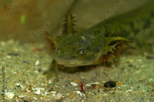 Closeup on a nearly metamorphosed Barred tiger salamander larvae, Ambystoma mavortium photo