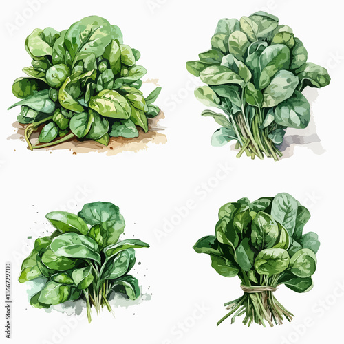 The first type of vegetable is a bunch of spinach