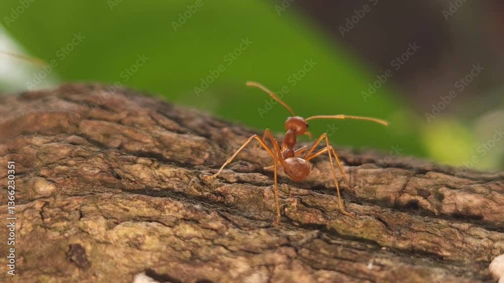Beautiful Indian Red Weaver Ant in a natural setting, Cinematic nature close-up, micro animal nature shot, Tiny insects buzz around, going about their lives among trees. Beautiful Indian Red Weaver Ant in a natural setting, Cinematic nature close-up, micro animal nature shot, Tiny insects buzz around, going about their lives among trees.