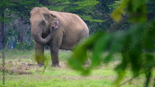 An elephant stands eating grass in a grassy field.