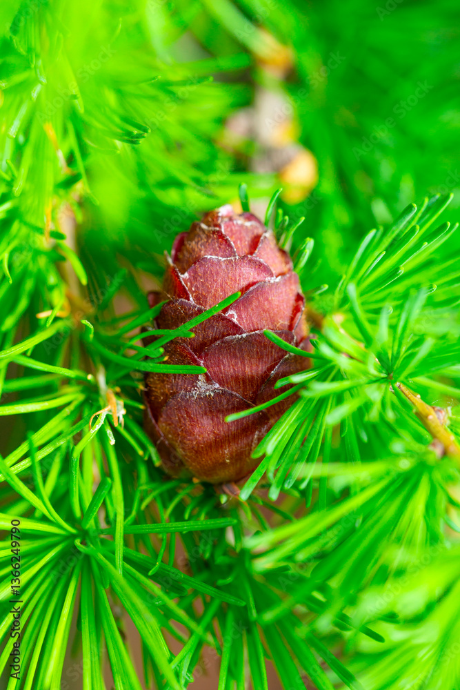 Fototapeta premium fresh cone on a larch