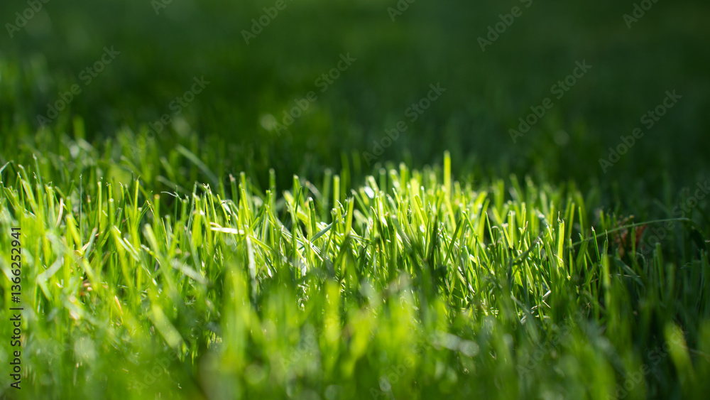 Close-up of fresh green grass in sunlight, with a blurred background creating a soft, natural effect. The vibrant texture highlights the beauty of a well-maintained lawn Close-up of fresh green grass in sunlight, with a blurred background creating a soft, natural effect. The vibrant texture highlights the beauty of a well-maintained lawn