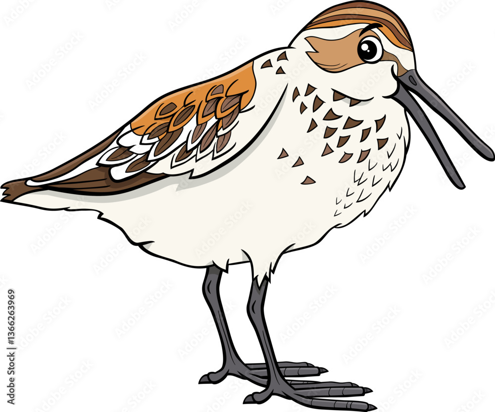 cartoon western sandpiper bird wild animal character
