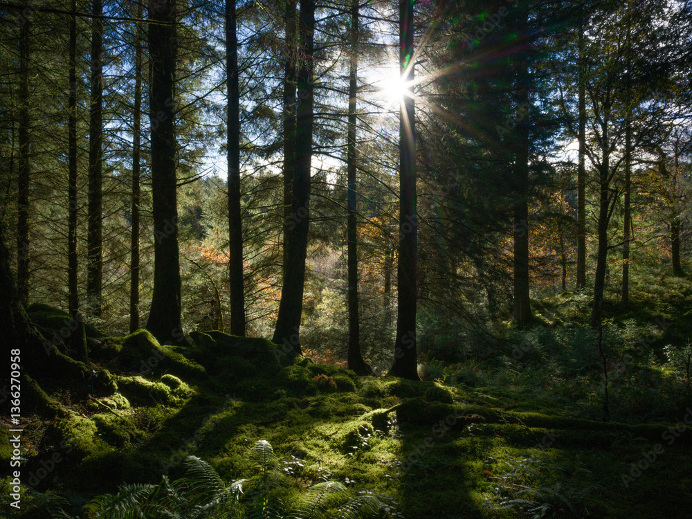 Naklejka premium Rayon de soleil à travers les arbres d’une forêt écossaise moussue