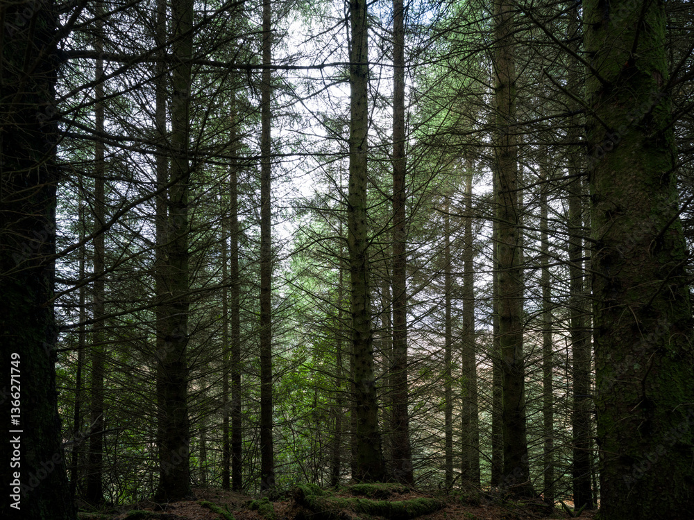 Obraz premium Forêt écossaise de pins sous une lumière tamisée