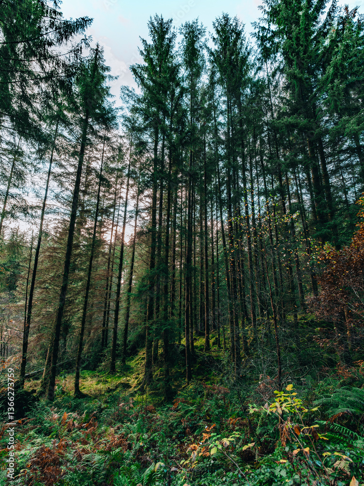 Obraz premium Forêt de pins sous lumière douce