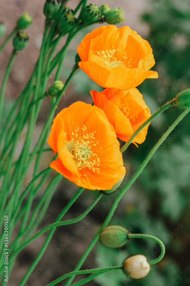 Naklejka premium a large orange poppy in the garden. summer blooming