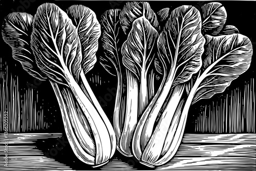Bok choy vegetable sketch hand drawn black and white outline illustration
