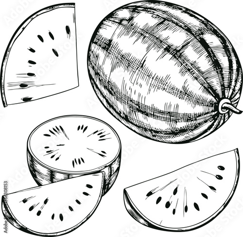 Hand-drawn sketch of watermelon slices and whole fruit, black and white illustration