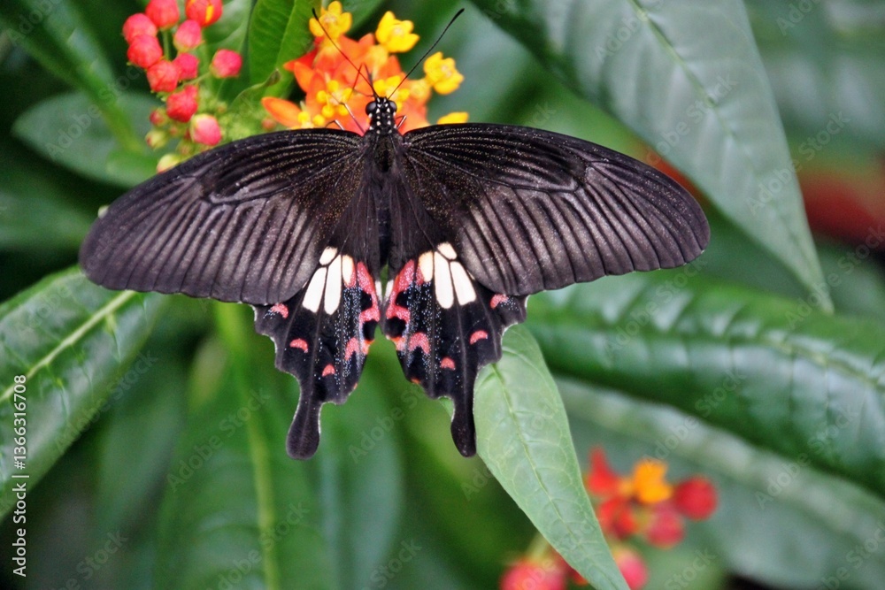 Fototapeta premium Schmetterling