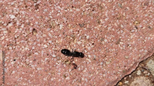 Queen of the Messor capitatus is an ant species part of the genus Messor. This genus includes about 40 specialized species that are found in dry areas of Mediterranean countries photo