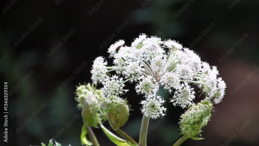 Weiße Blume