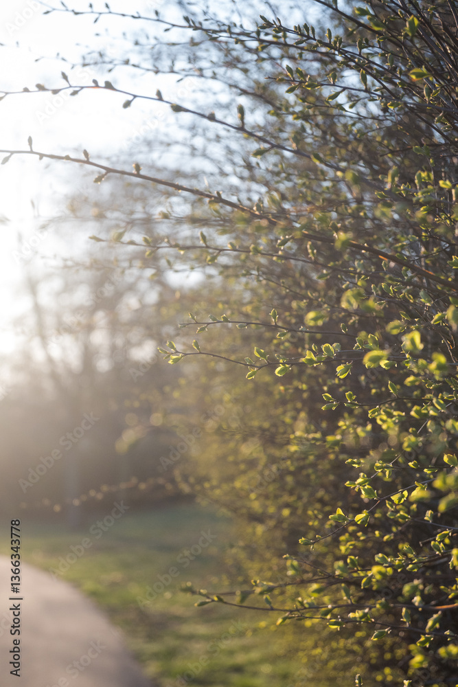 The first signs of a change of season, spring. Buds on trees in the park.