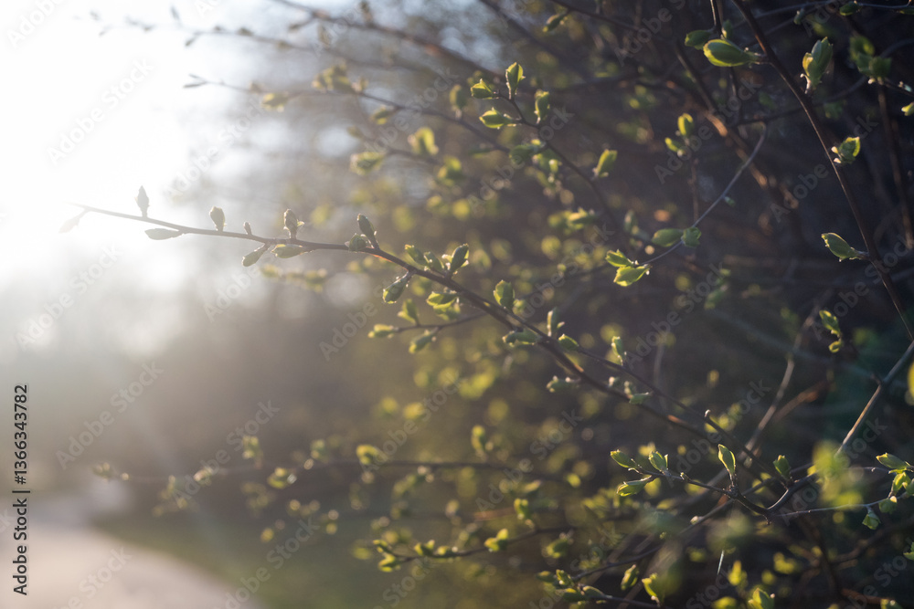 The first signs of a change of season, spring. Buds on trees in the park.