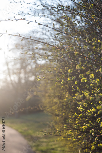 Obraz na płótnie The first signs of a change of season, spring. Buds on trees in the park.
w salonie