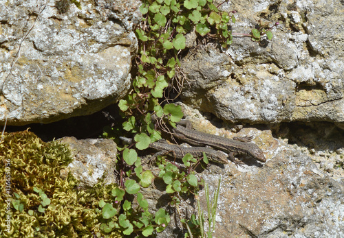 Two wall lizards sitting on the stone wall
