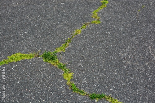 Wallpaper Mural Plants growing from the asphalt cracks. Green moss growing in old footpath cracks. Torontodigital.ca
