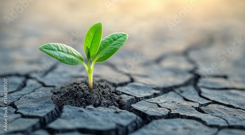 Green Plant Emerging From Dry Cracked Soil at Sunset Showcasing Resilience in...