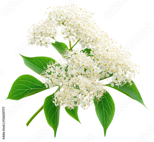PNG Leaves leaf elderflower blossoms.