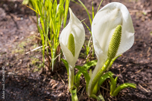 Close-up of Lysichiton camtschatcensis flowers blooming in a garden photo