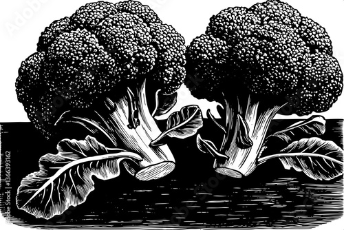 broccoli vegetable hand drawn sketch black and white illustration