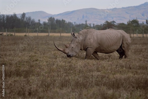 white rhino walking in the grass