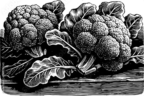 broccoli vegetable hand drawn sketch black and white illustration