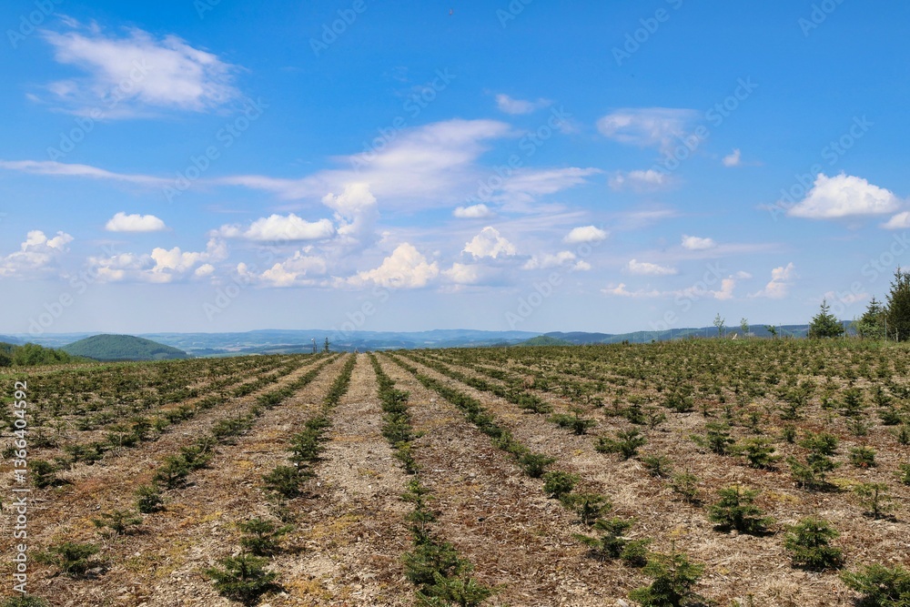 Scenic view of young tree plantation under blue sky. Scenic view of young tree plantation under blue sky.