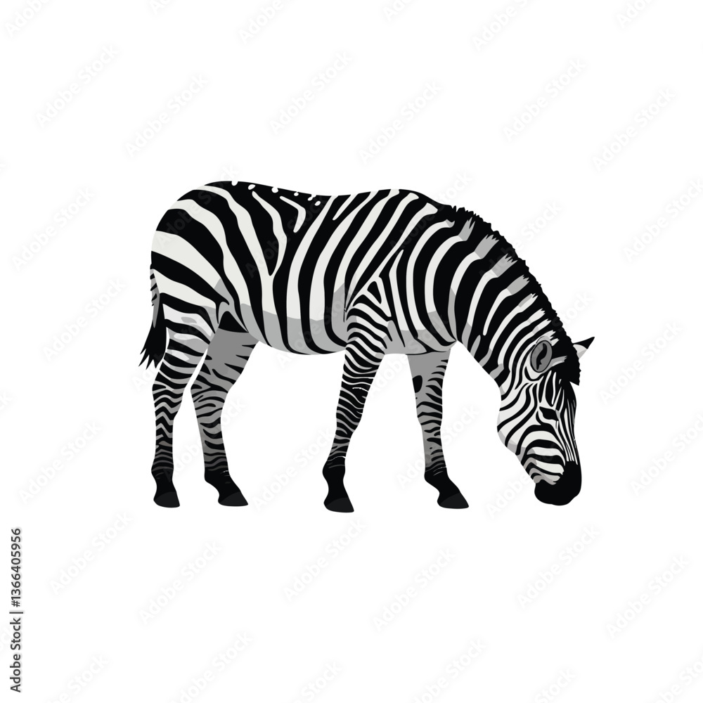 Obraz premium A detailed illustration of a zebra grazing peacefully in a minimalist design style showcasing its striking black and white stripes in vector art