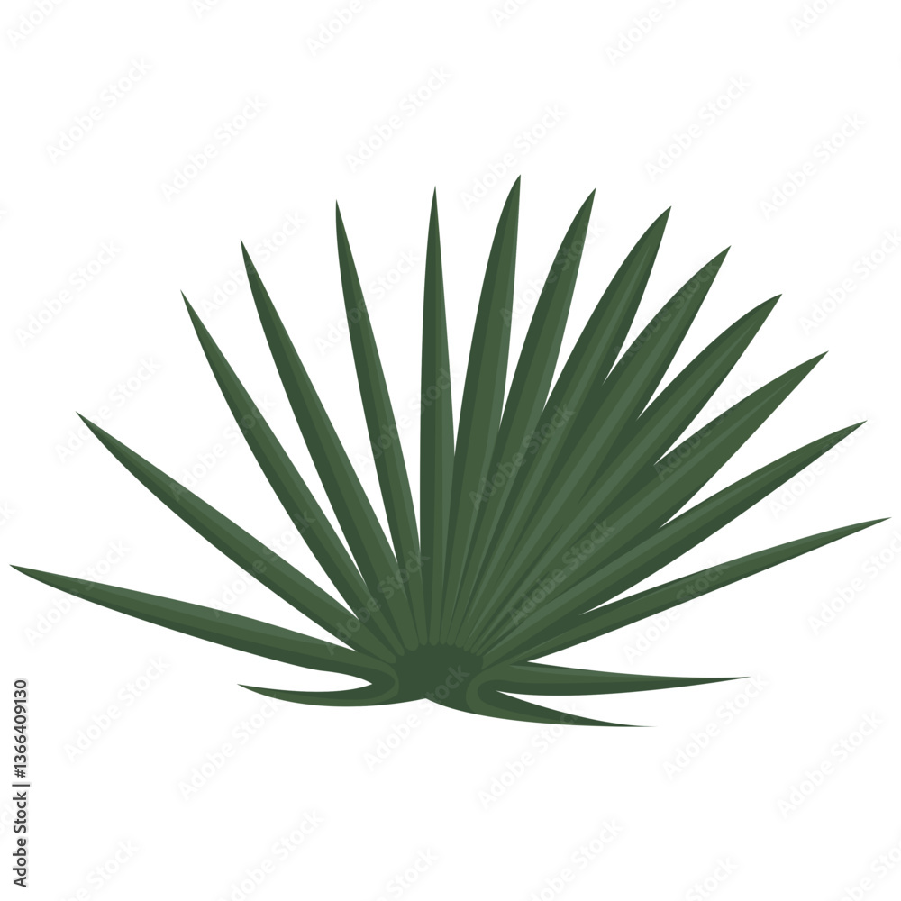 Fototapeta premium Fan Palm Leaf