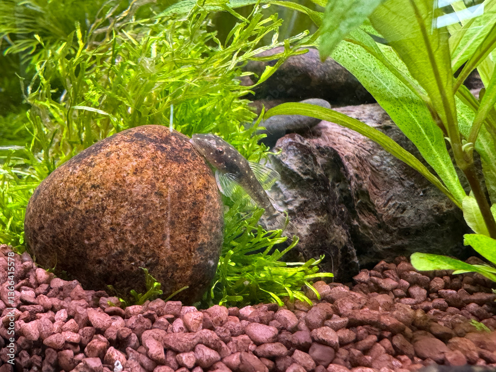 Parotocinclus haroldoi catfish otocinclus freshwater aquarium fish