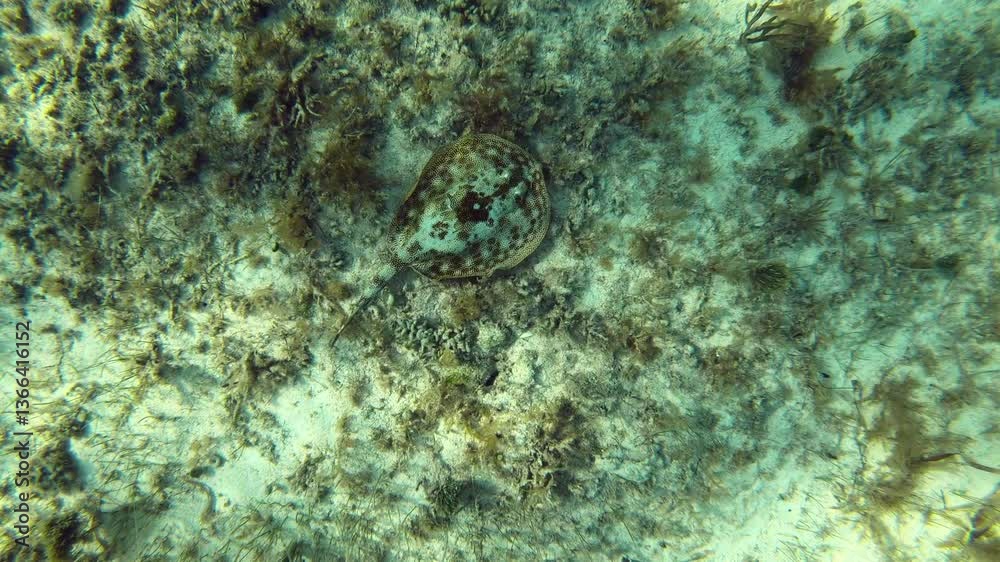 Top-down underwater view of a stingray perfectly camouflaged on the sandy, algae-covered seabed in Cozumel, Mexico. Top-down underwater view of a stingray perfectly camouflaged on the sandy, algae-covered seabed in Cozumel, Mexico.