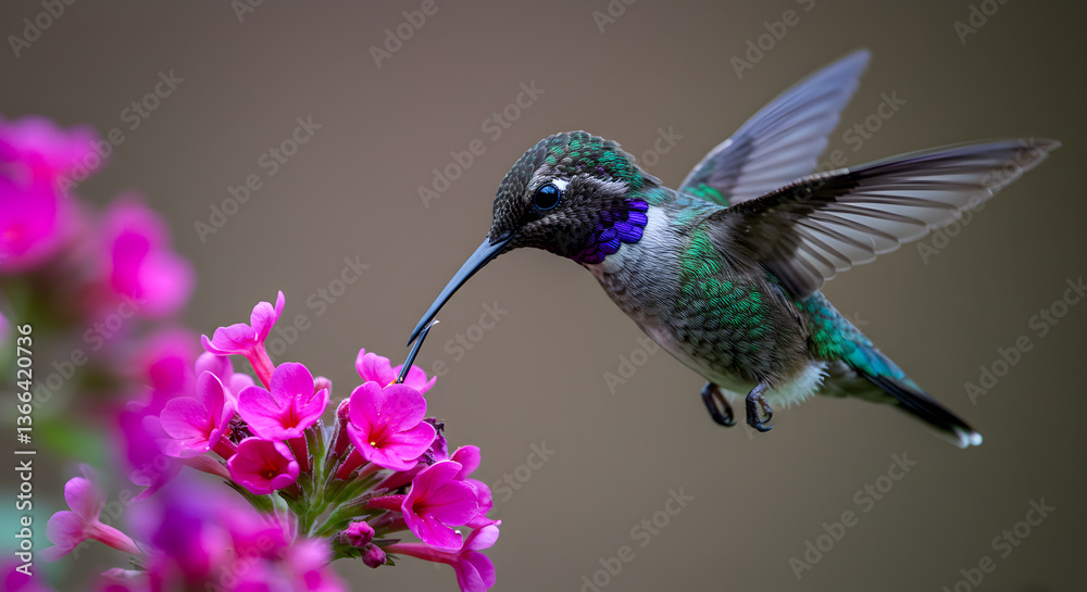 Obraz premium Emerald Violetear hummingbird gracefully sips nectar from vibrant pink blossoms