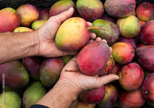 Mango tommy in the hands of the farmer in the Colombian market square - Mangifera indica