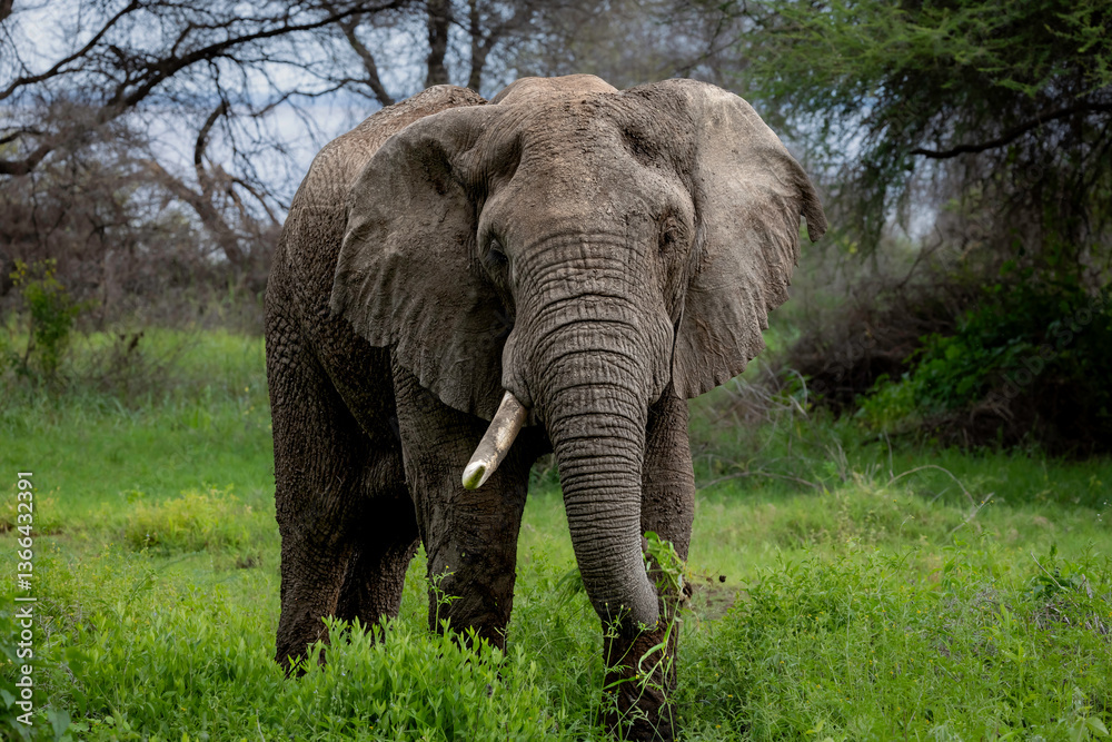 Obraz premium elephant in lake manyara