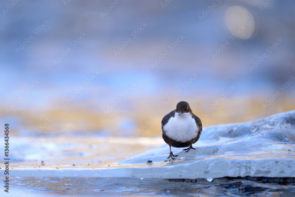 White-throated dipper (Cinclus cinclus) in river in winter