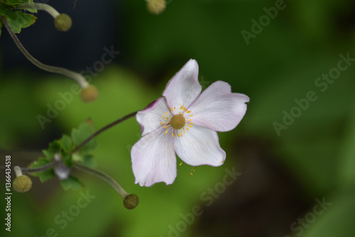 Budding and Blooming Japanese Anemone in a Garden